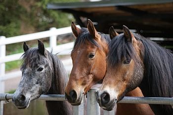 Drei Ponys