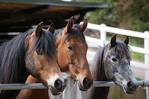 Drei Ponys