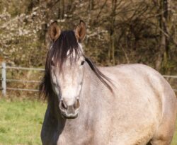 Libelle
