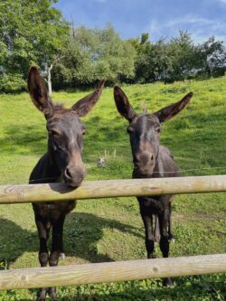Elli und Lilly