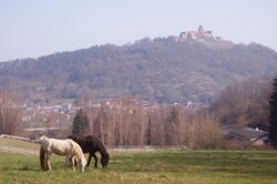 Weide und Burg
